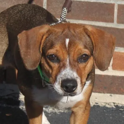 A baby small-sized female Beagle dog named Lettie for adoption in Elk Grove Village, IL