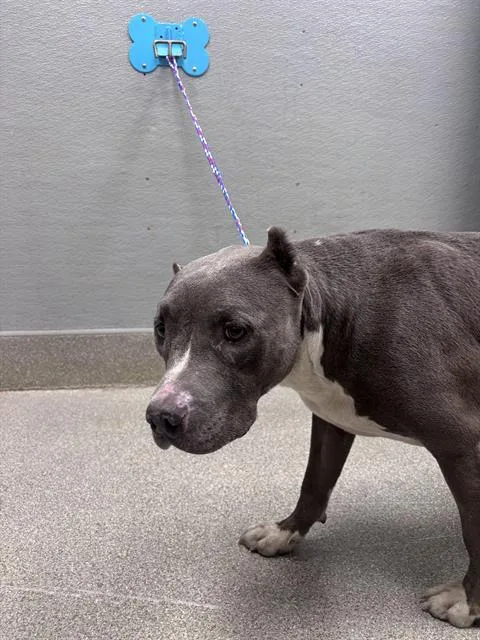 An adult large-sized female Pit Bull Terrier dog named Phoebe for adoption in Las Vegas, NV