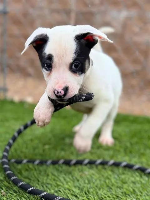 A baby small-sized female Pit Bull Terrier dog named Opal for adoption in Agoura, CA