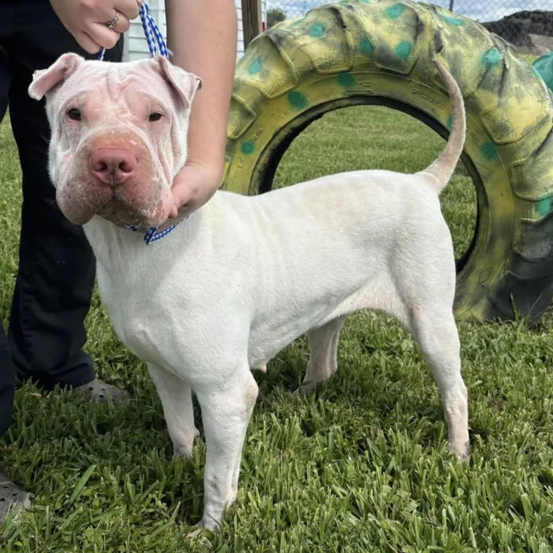 A young medium-sized female White / Cream Shar-Pei dog named Athena The Beautiful for adoption in Pembroke Pines, FL