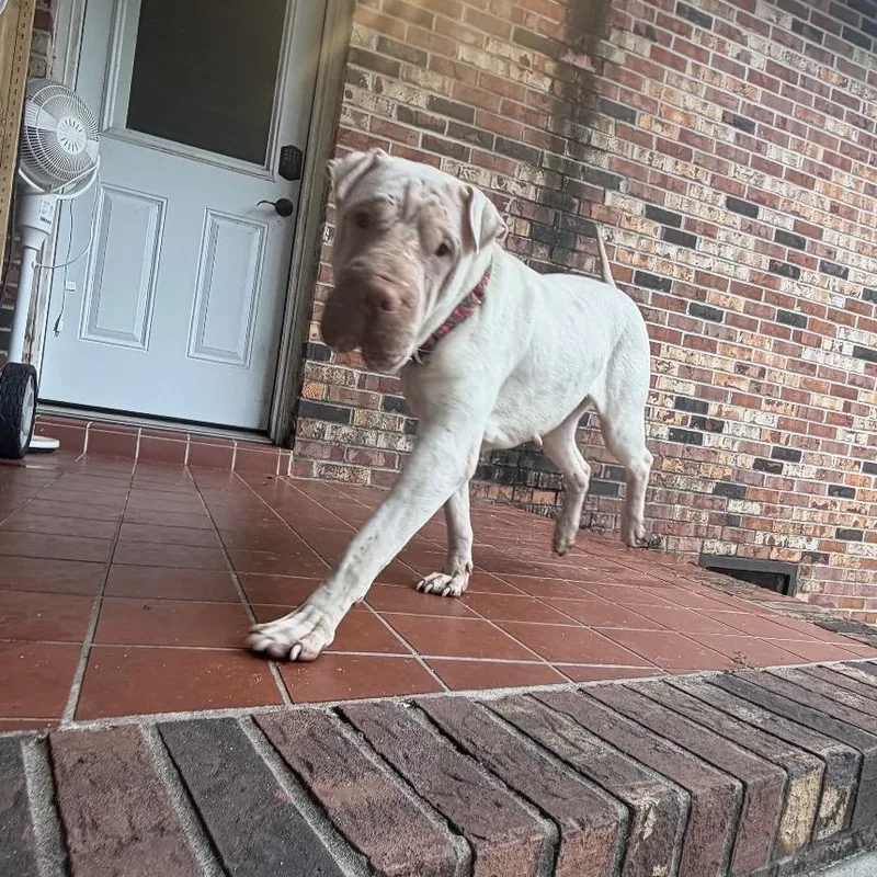 Athena The Beautiful thumbnail 5