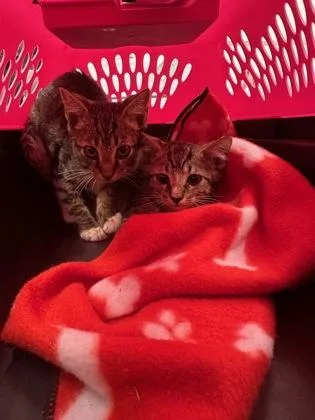 A baby small-sized male Domestic Short Hair cat named Mischief for adoption in Palm Coast, FL