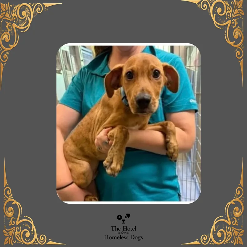 A baby medium-sized male Brown / Chocolate Terrier dog named Tom for adoption in Cumberland, RI