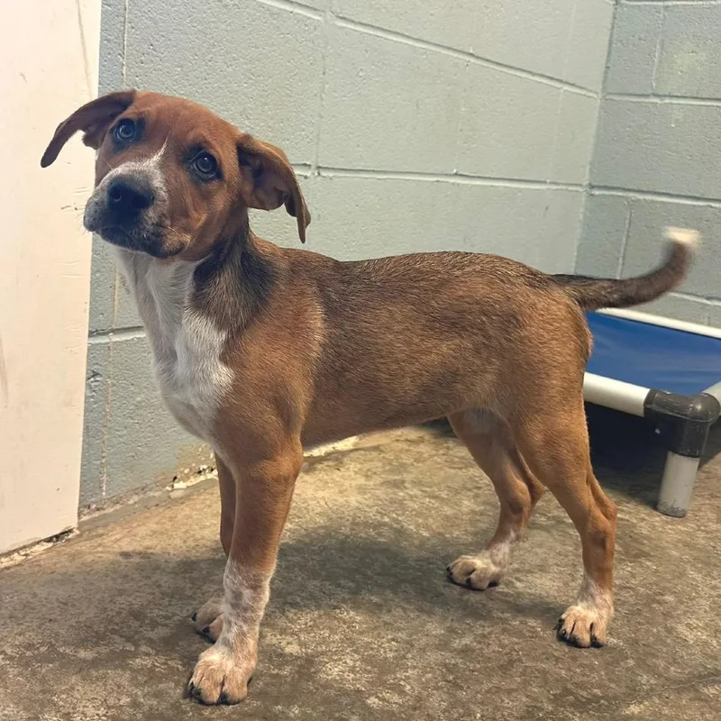 A young medium-sized female Bluetick Coonhound dog named Maisie for adoption in Cumberland, RI