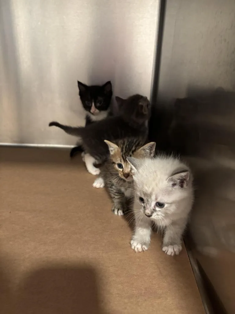 A baby small-sized male Domestic Short Hair cat named Alberta for adoption in Cartersville , GA