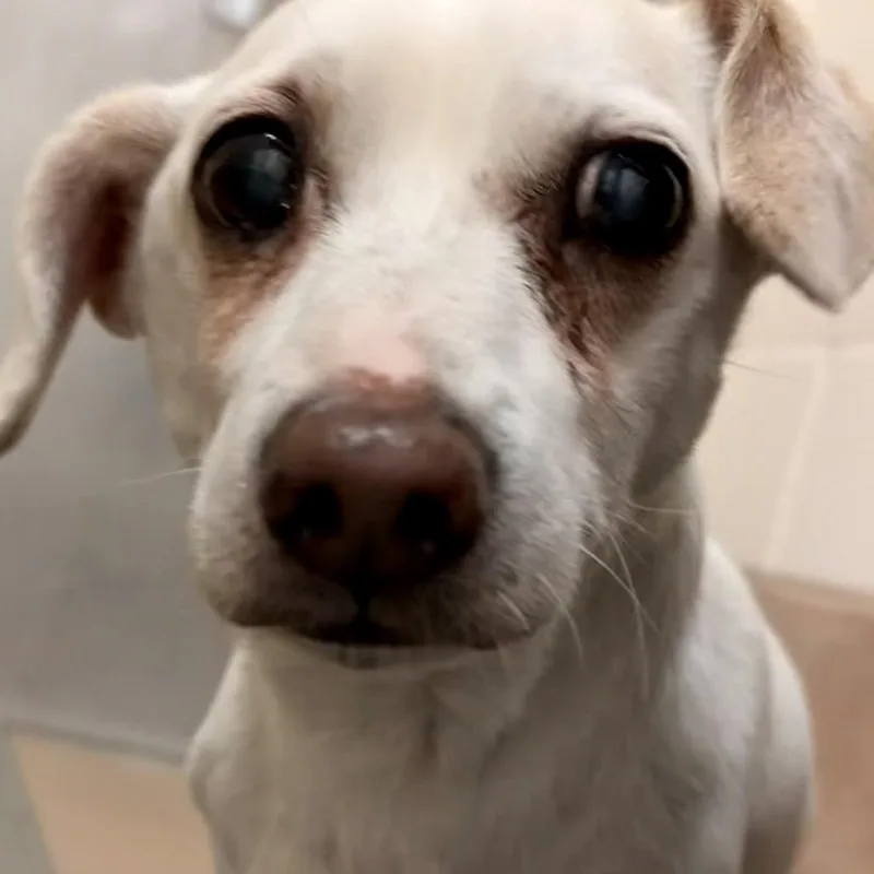 A senior small-sized male White / Cream Dachshund dog named Munster for adoption in Reno, NV