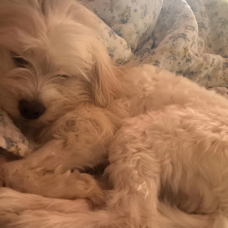 An adult small-sized male Maltese dog named Biscuit The Sweetheart for adoption in Citrus Heights, CA