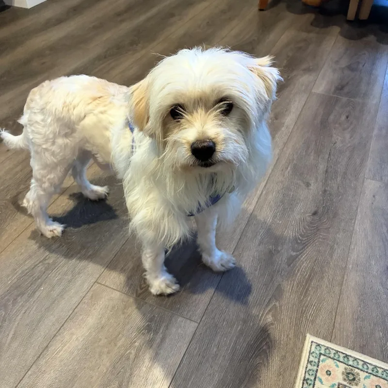 Biscuit The Sweetheart thumbnail 2