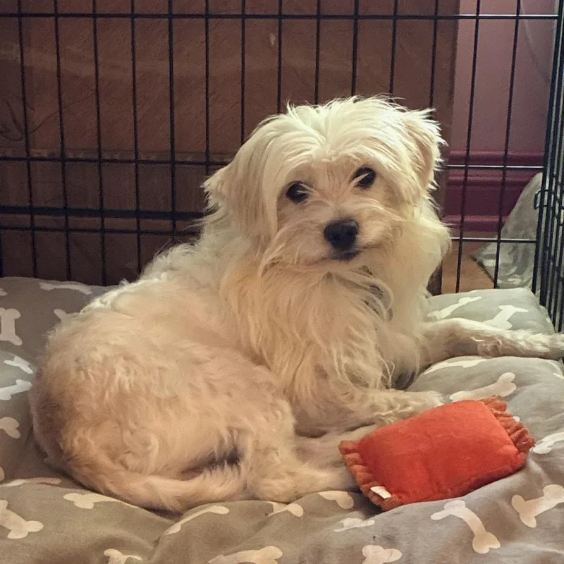 Biscuit The Sweetheart thumbnail 3