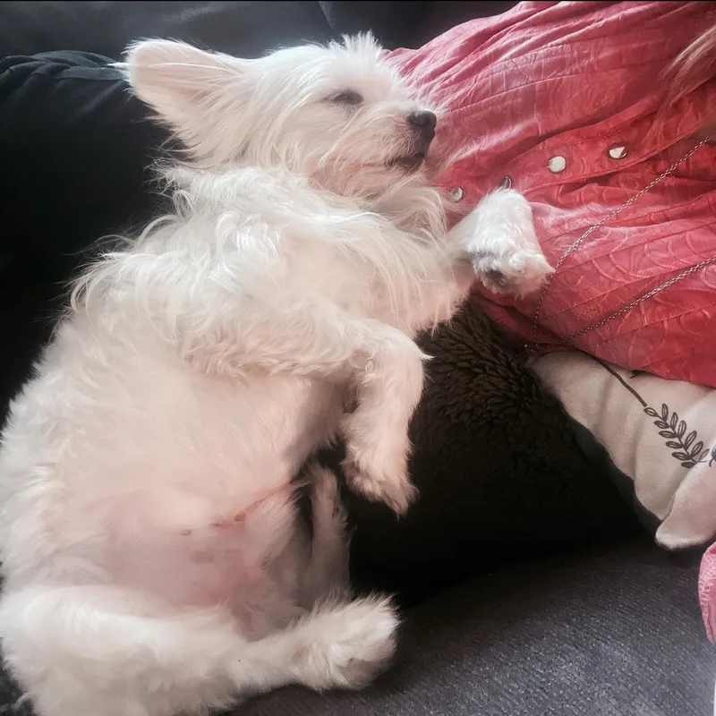 Biscuit The Sweetheart thumbnail 4