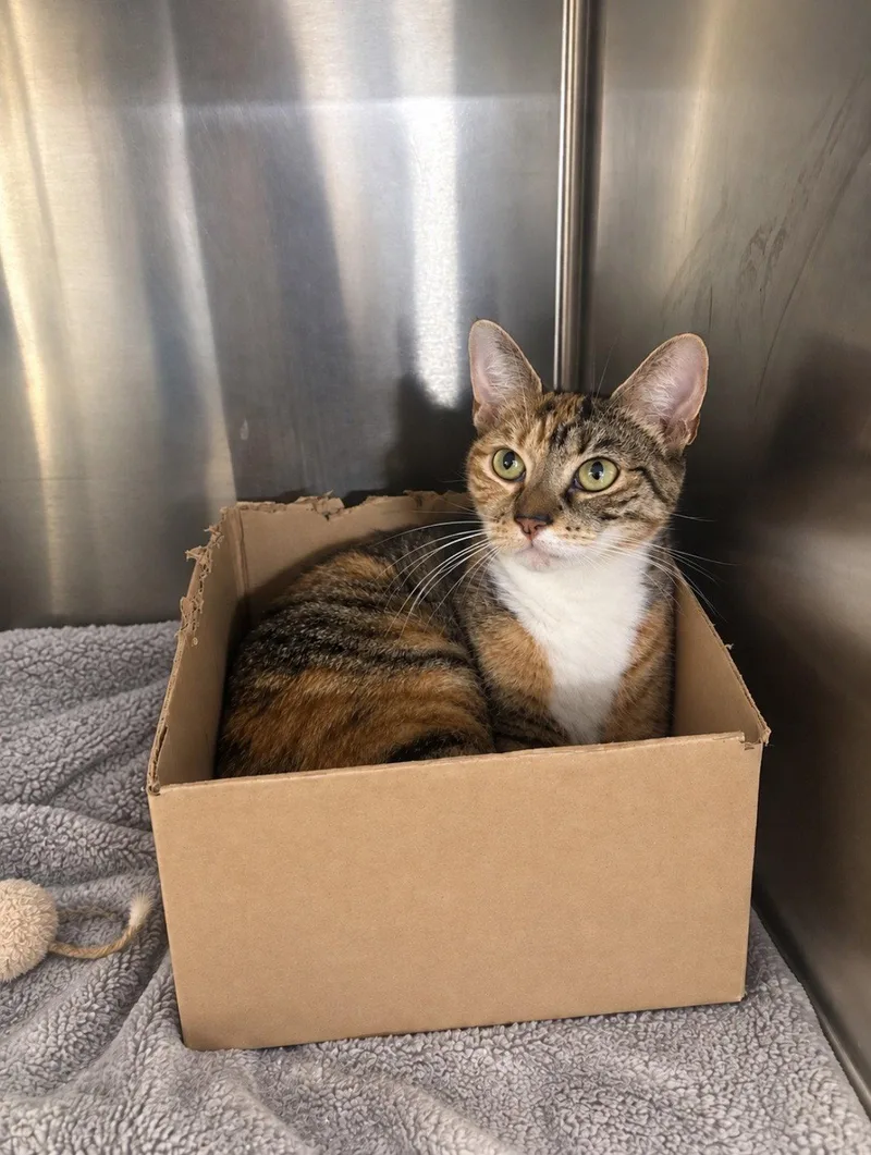 An adult medium-sized female Domestic Short Hair cat named Beatrice for adoption in Herndon, VA