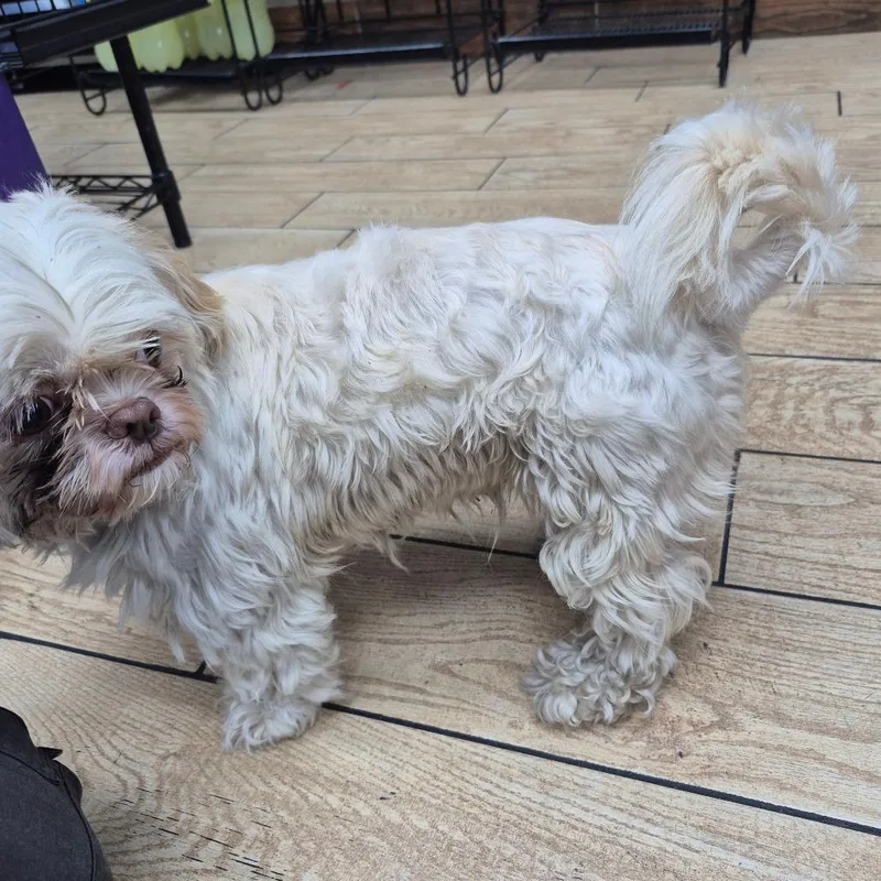 An adult small-sized female White / Cream Mixed Breed dog named StrayStMarysRoad for adoption in Columbus, GA
