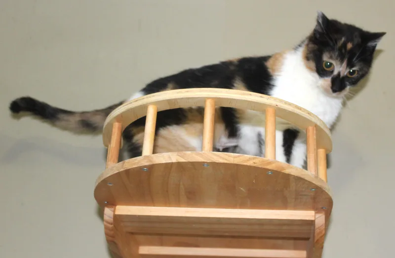 An adult medium-sized female Calico Domestic Short Hair cat named Livvy for adoption in Huron, SD