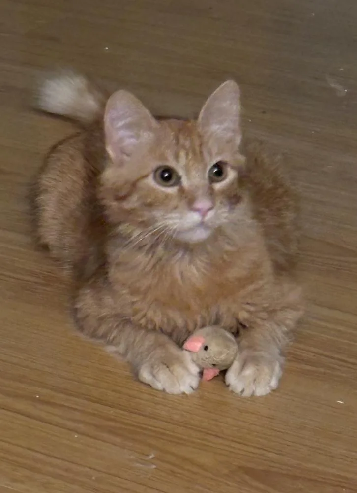 A baby medium-sized male Orange / Red Domestic Medium Hair cat named Kiefer Flufferland for adoption in Dallas, TX