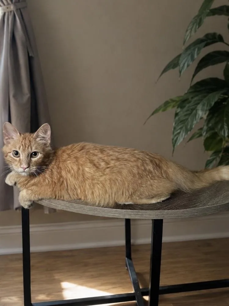 Kiefer Flufferland thumbnail 3