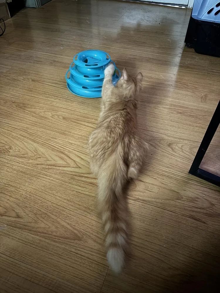 Kiefer Flufferland thumbnail 4