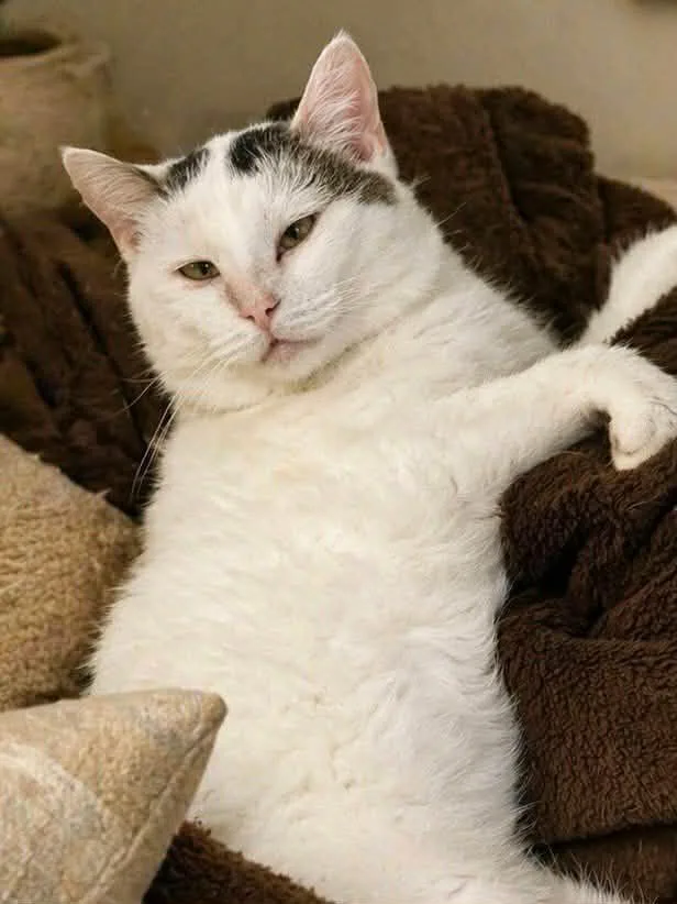 An adult medium-sized male White Domestic Short Hair cat named Snowball for adoption in Sioux Falls, SD