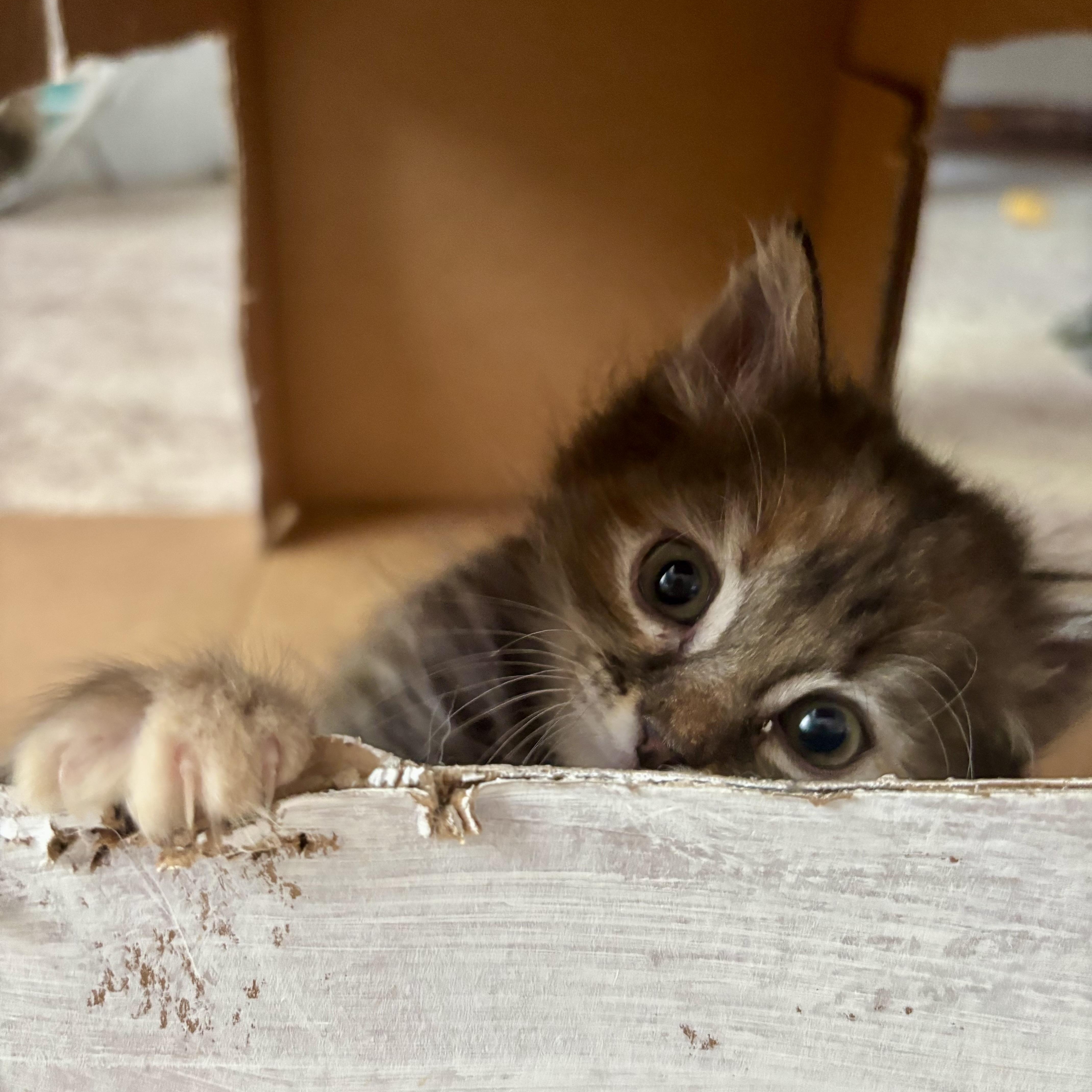 Peanut