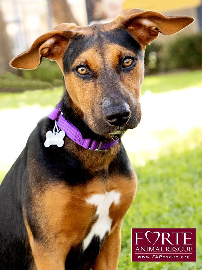 A baby medium-sized female Black Doberman Pinscher dog named Bolda for adoption in Marina Del Rey, CA