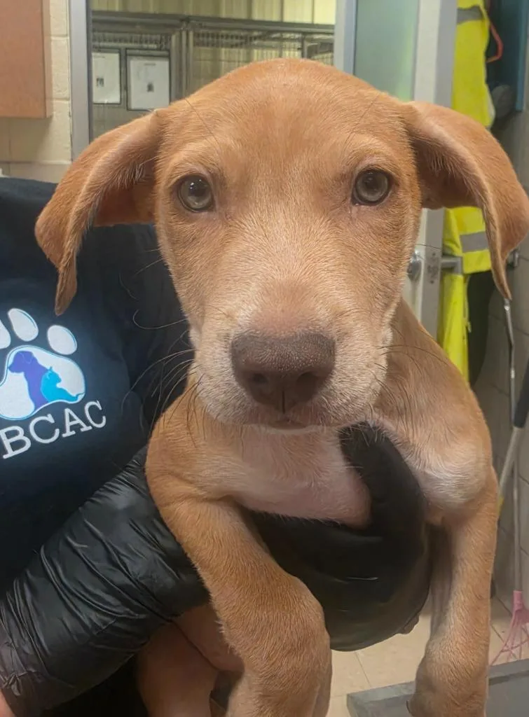 A baby small-sized male Mixed Breed dog named Jasper for adoption in Bossier City, LA