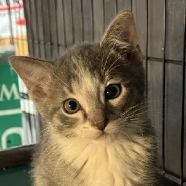 A baby small-sized male Gray / Blue / Silver Domestic Short Hair cat named Water Slide for adoption in Chicago, IL