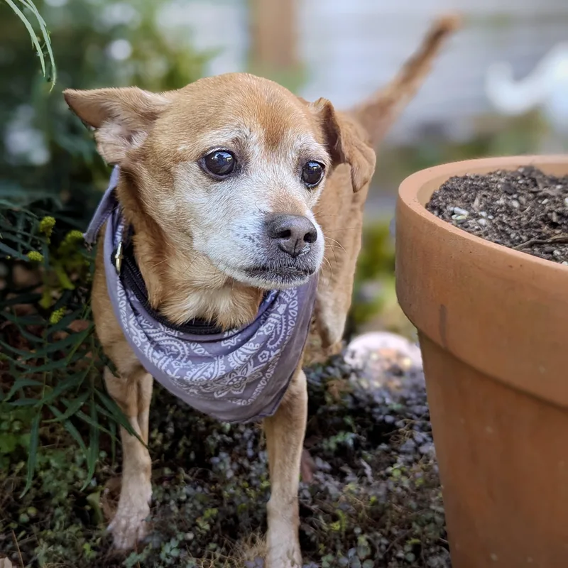 A senior small-sized male Golden Chihuahua dog named Moose for adoption in Portland, OR