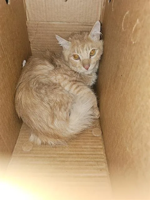 A young small-sized male Domestic Medium Hair cat named Simon for adoption in Dallas, TX