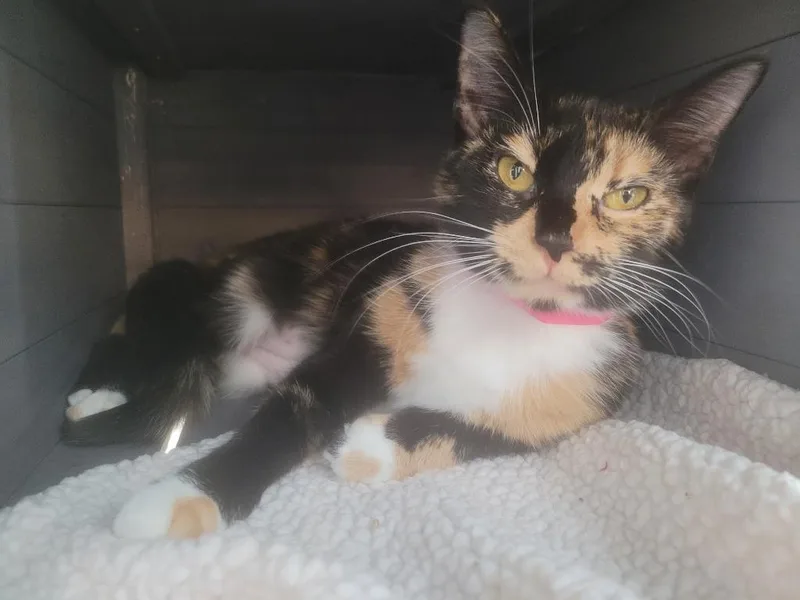 A young small-sized female Domestic Short Hair cat named Temperance for adoption in Angola, IN