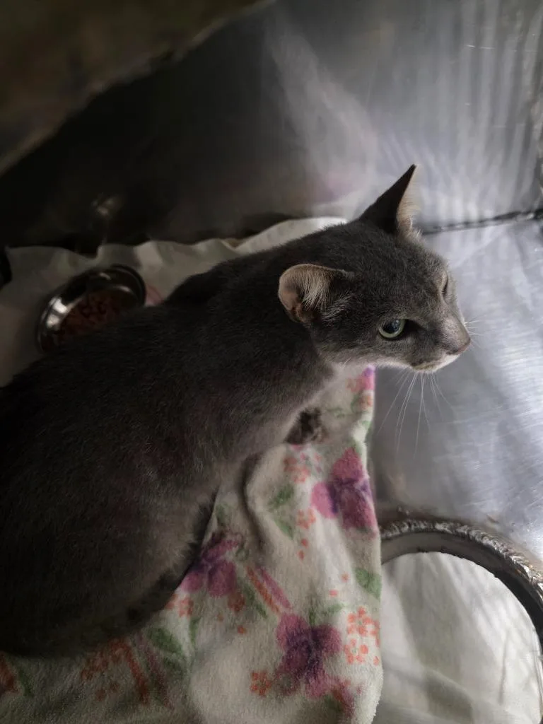 A young medium-sized male Domestic Medium Hair cat named Grayson for adoption in Rockport, TX
