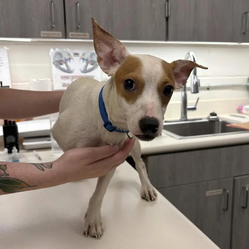 A young small-sized male White / Cream Jack Russell Terrier dog named Mike Wazowski for adoption in Beaumont, TX