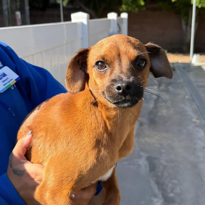 An adult small-sized male Red / Chestnut / Orange Chihuahua dog named Henry for adoption in Santa Barbara, CA