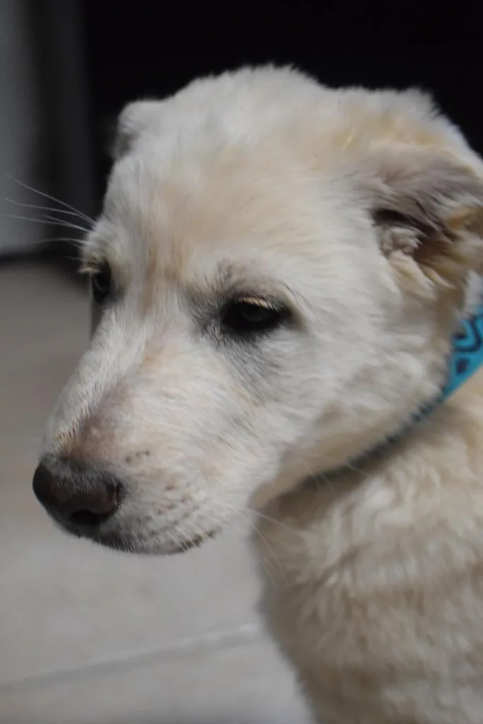 A baby small-sized female Husky dog named Scooper for adoption in Pahrump, NV