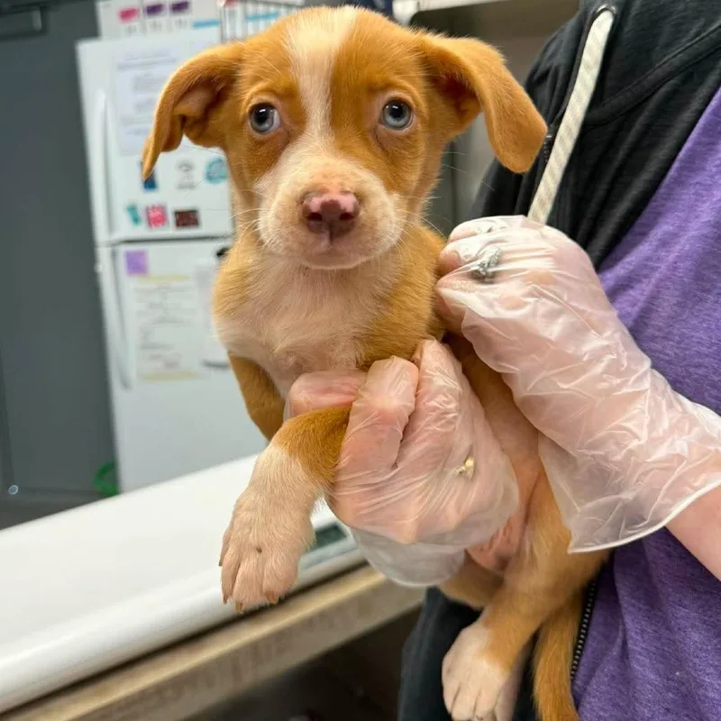 A baby medium-sized male Yellow / Tan / Blond / Fawn Mixed Breed dog named Jailbird Juice for adoption in Fredericksburg, VA
