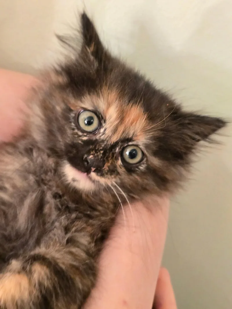 A baby medium-sized female Maine Coon cat named Pookie for adoption in Buford, GA