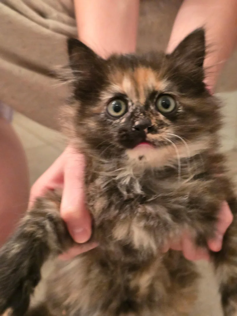 Pookie thumbnail 3