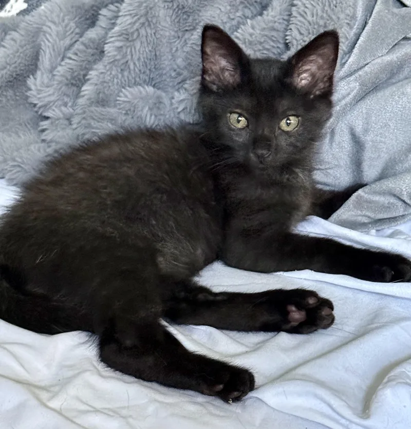 A baby small-sized male Black Domestic Short Hair cat named Figaro for adoption in Brighton, MI