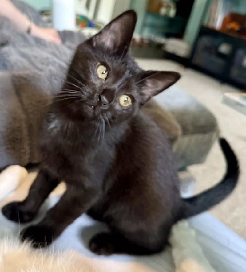 Figaro thumbnail 2