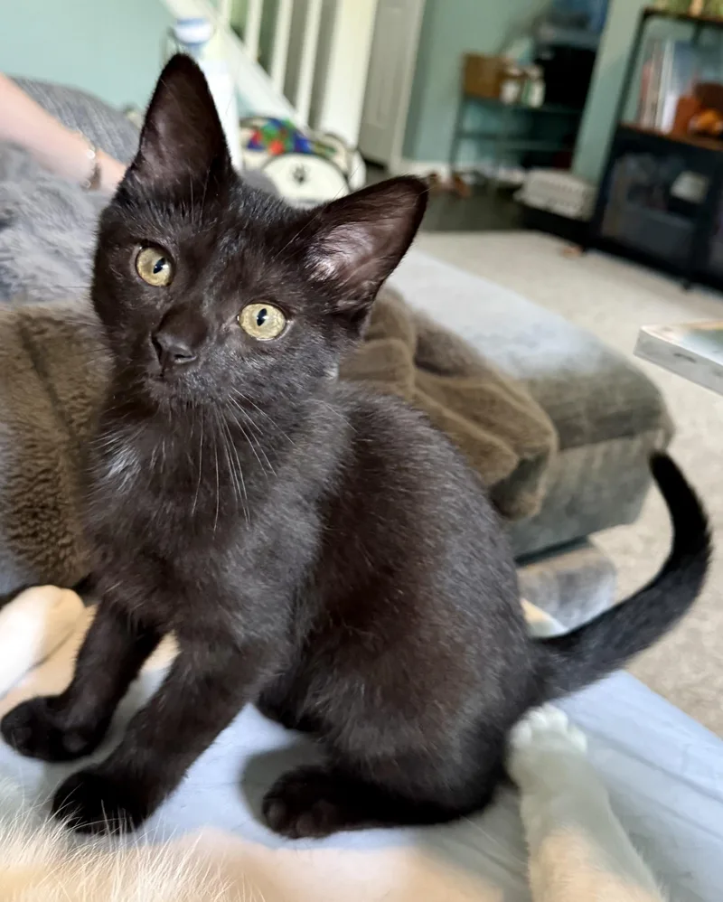 Figaro thumbnail 3