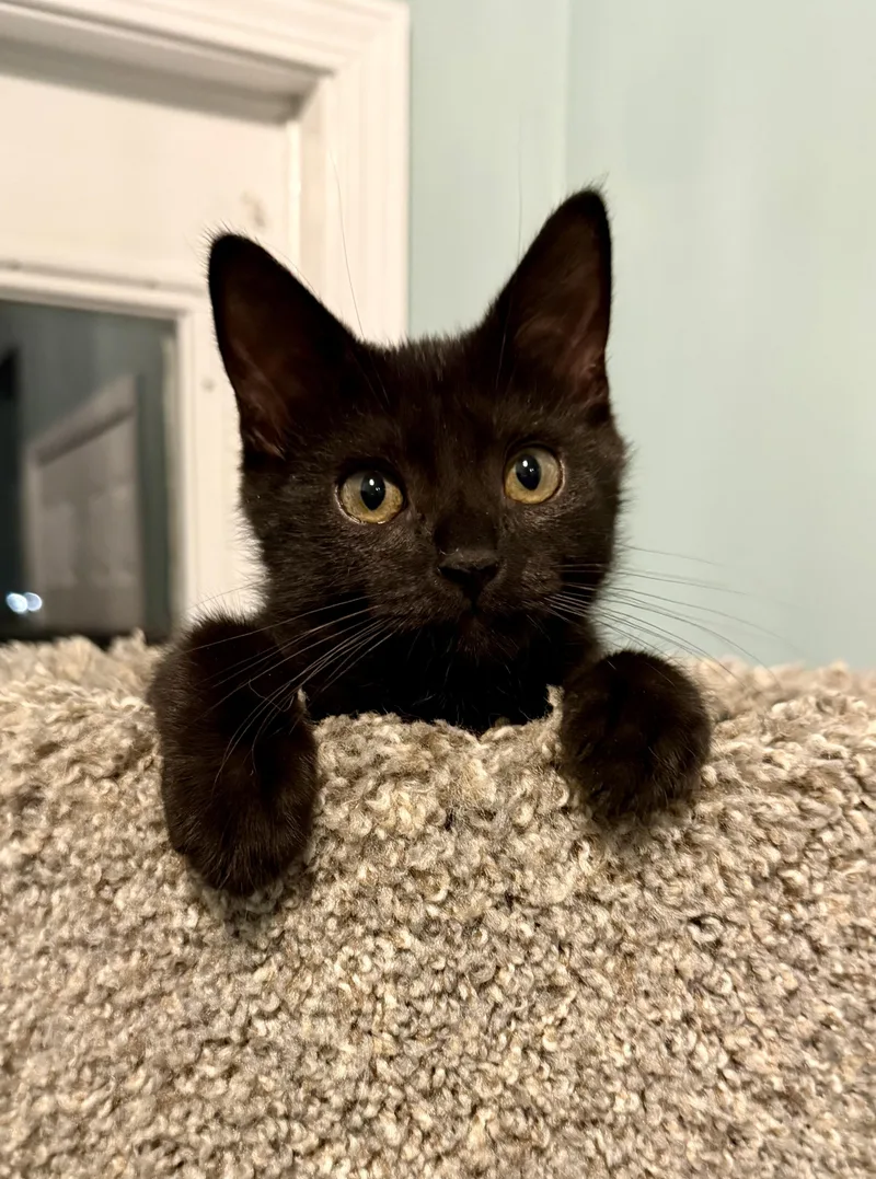 Figaro thumbnail 4