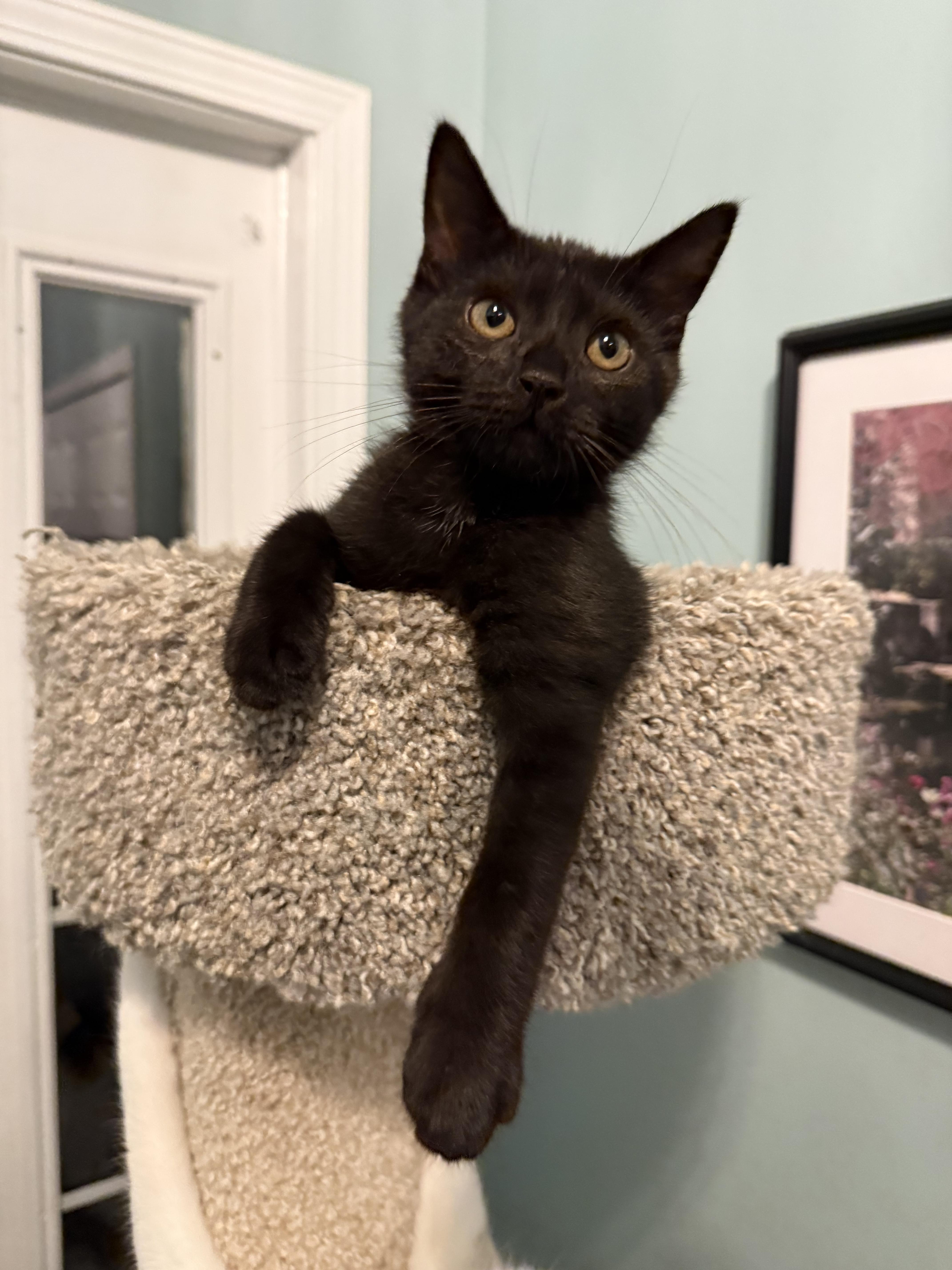Figaro thumbnail 5