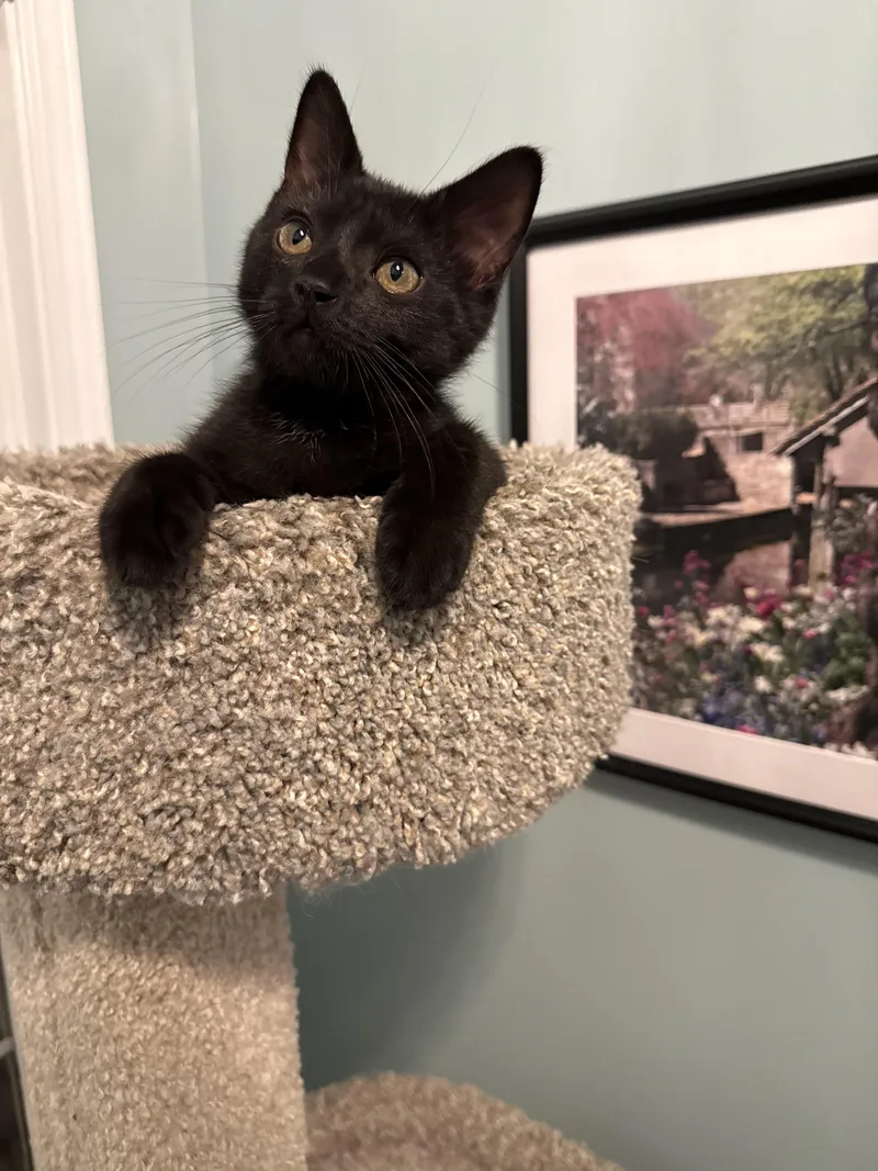 Figaro thumbnail 6
