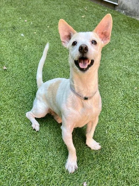 An adult small-sized male Parson Russell Terrier dog named Friday for adoption in San Francisco, CA
