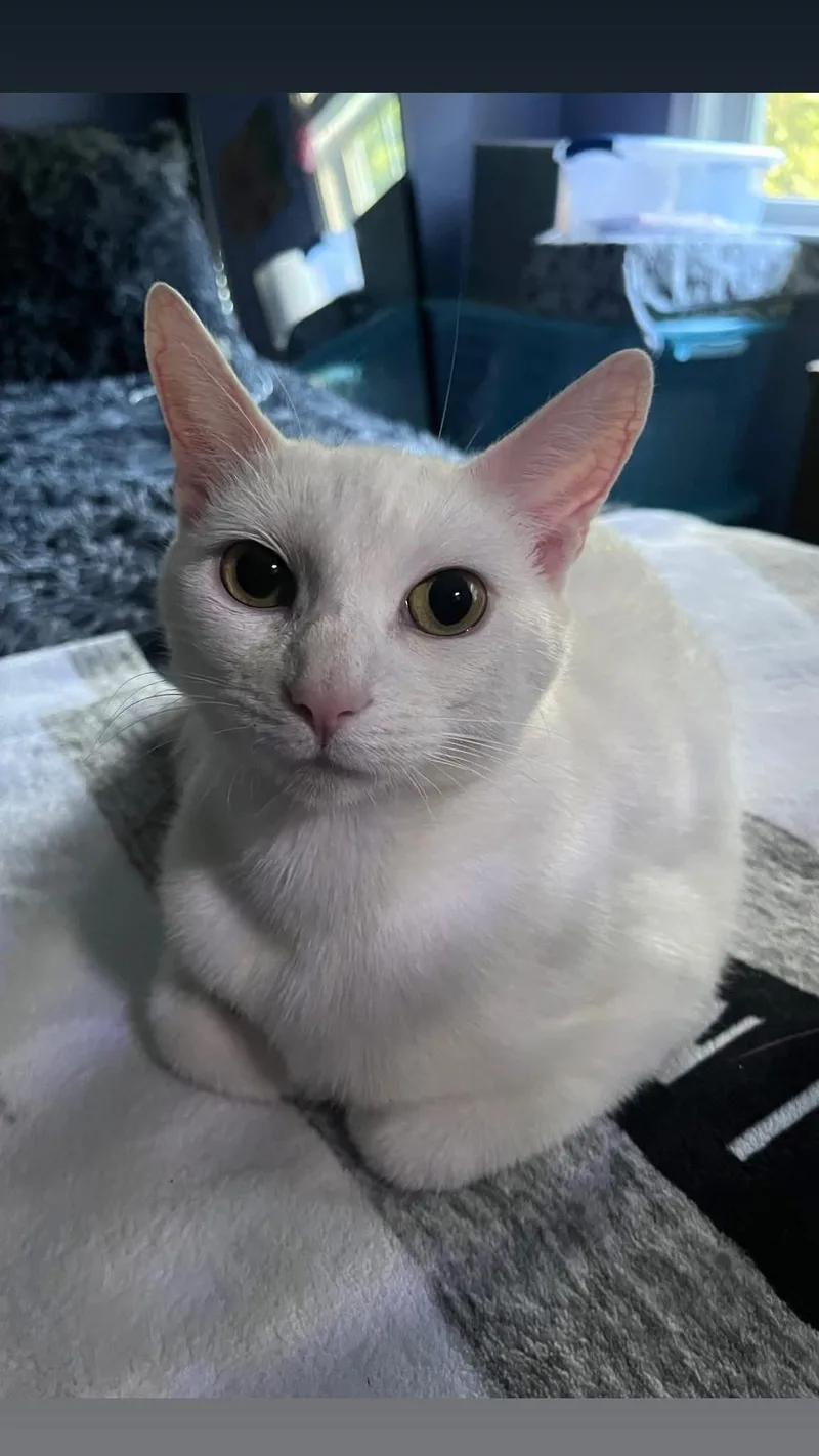 An adult medium-sized female Domestic Short Hair cat named Adriana for adoption in Chesapeake Beach, MD