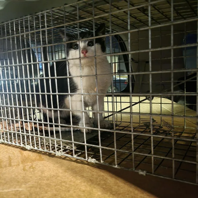 Eggplant thumbnail 2