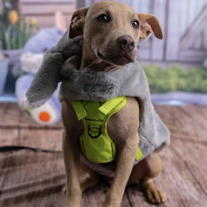 A young small-sized male Yellow / Tan / Blond / Fawn Mixed Breed dog named Wilbur for adoption in Southside, TN
