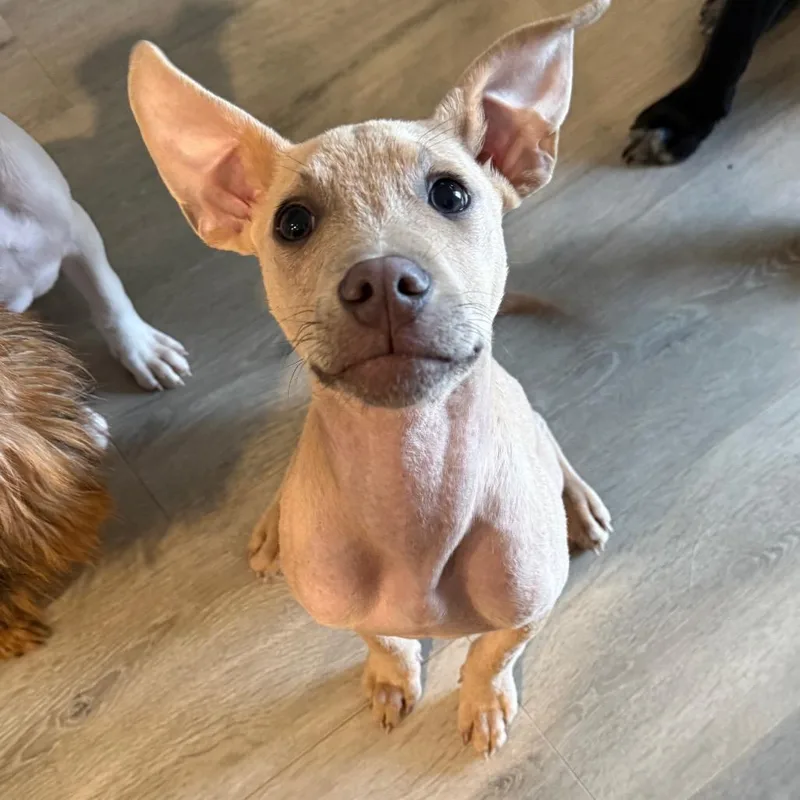 Wilbur thumbnail 4