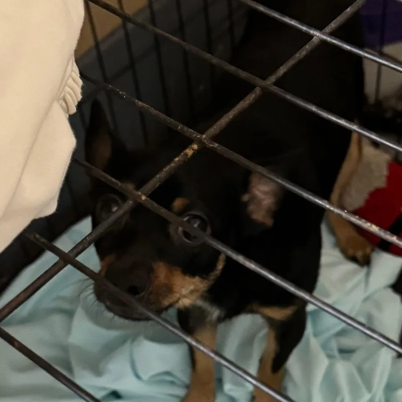 Louie thumbnail 2