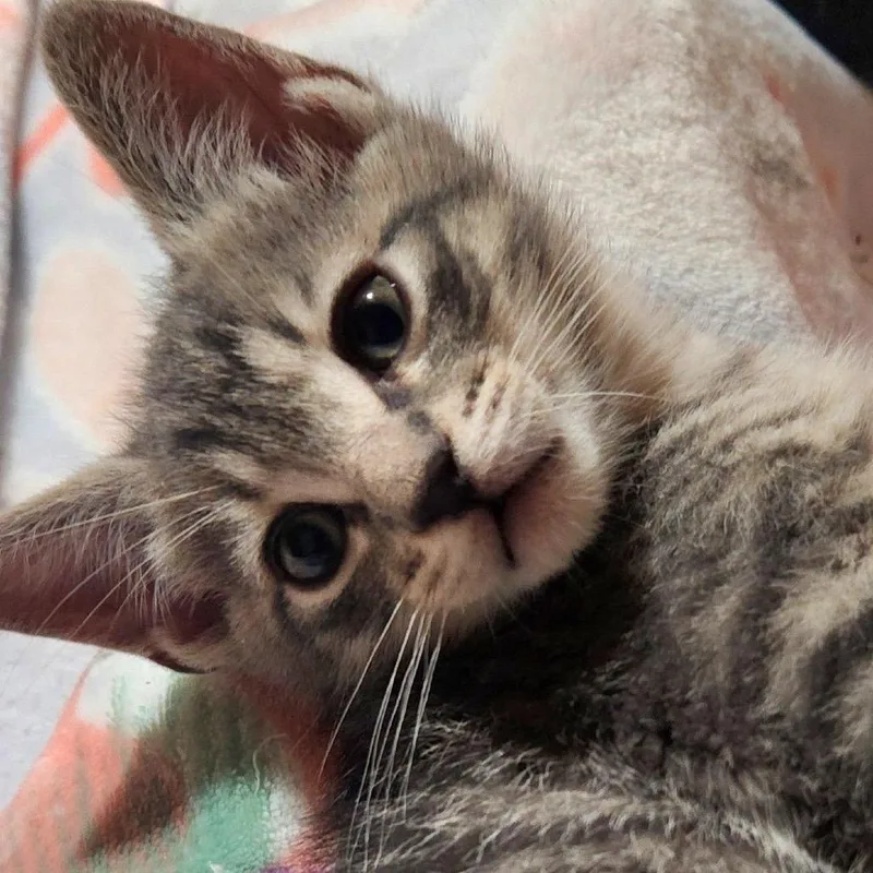 A baby small-sized male Gray / Blue / Silver Domestic Short Hair cat named Squeaky for adoption in Fresno, CA