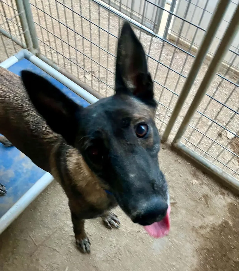 A young large-sized female Belgian Shepherd / Malinois dog named Prada for adoption in Vancouver, WA