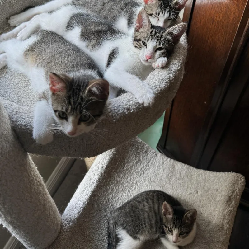 A baby small-sized male White Domestic Short Hair cat named Jasper for adoption in League City, TX